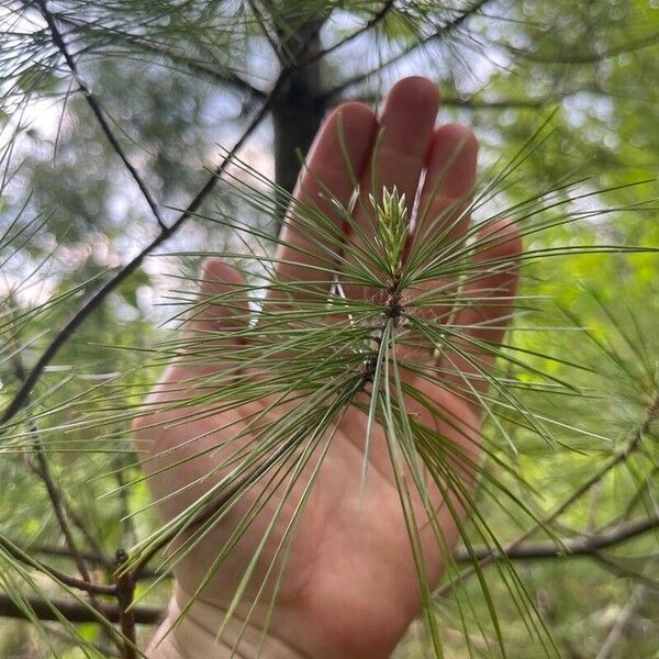 Pinus strobus Ліст