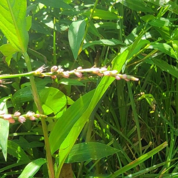 Persicaria decipiens പുഷ്പം