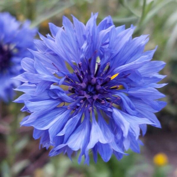 Centaurea cyanus 花