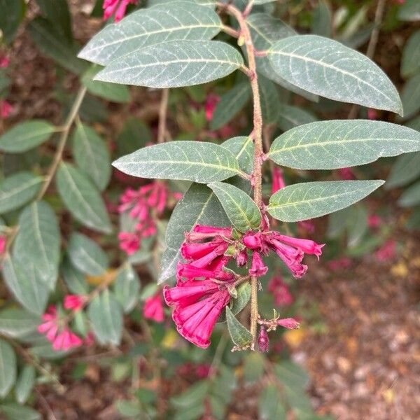 Cestrum elegans Lorea