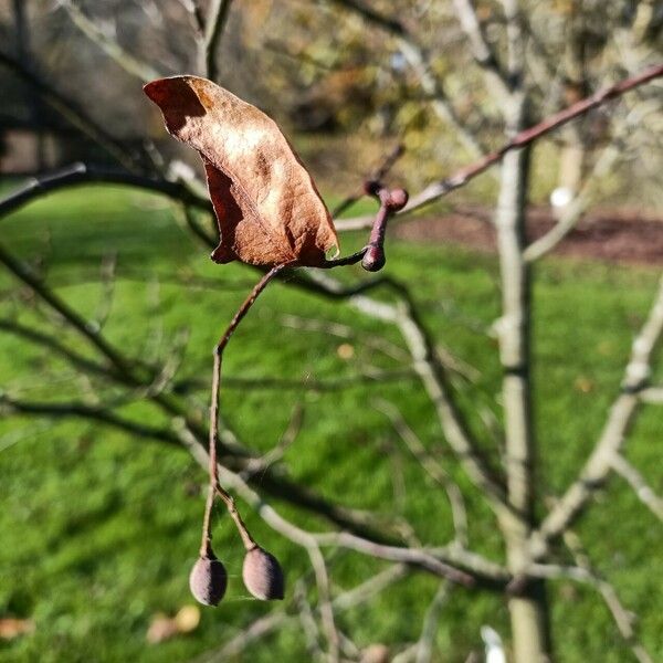 Tilia japonica Плод