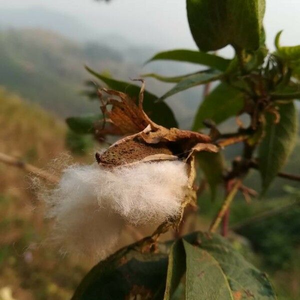 Gossypium herbaceum फल