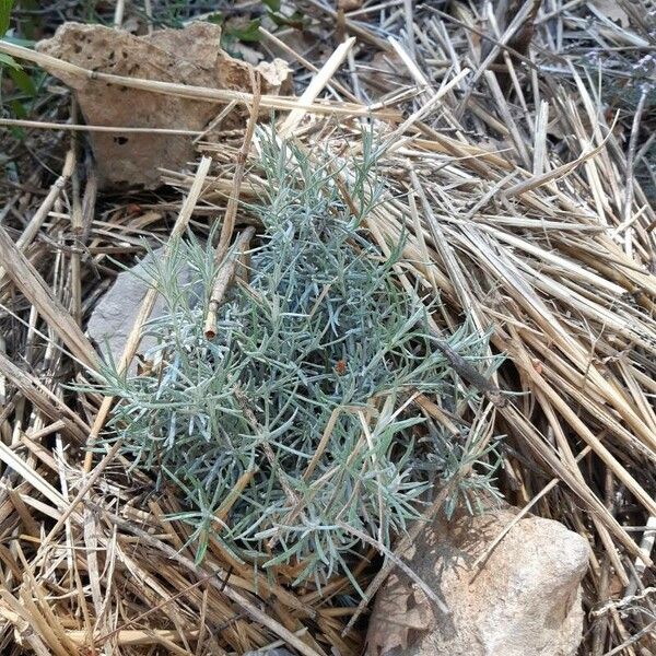 Helichrysum italicum Ліст