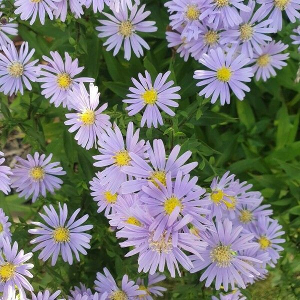 Aster amellus Flower