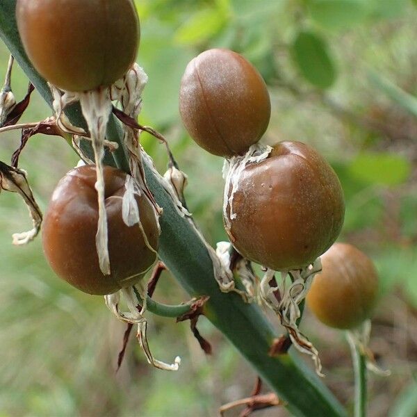 Asphodelus macrocarpus Fruit