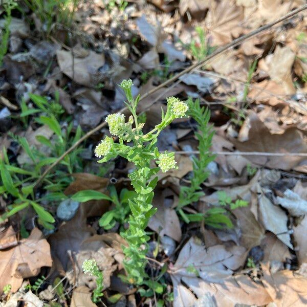 Lepidium campestre Bark