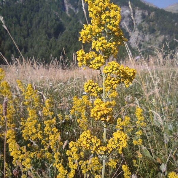 Galium verum 花