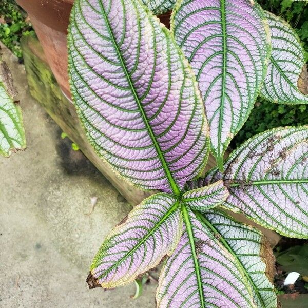 Strobilanthes auriculata Blatt