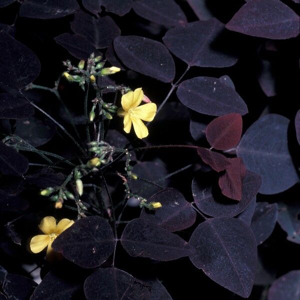 Oxalis hedysaroides Blomma
