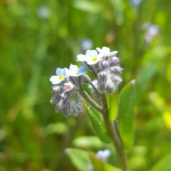 Myosotis arvensis Fiore