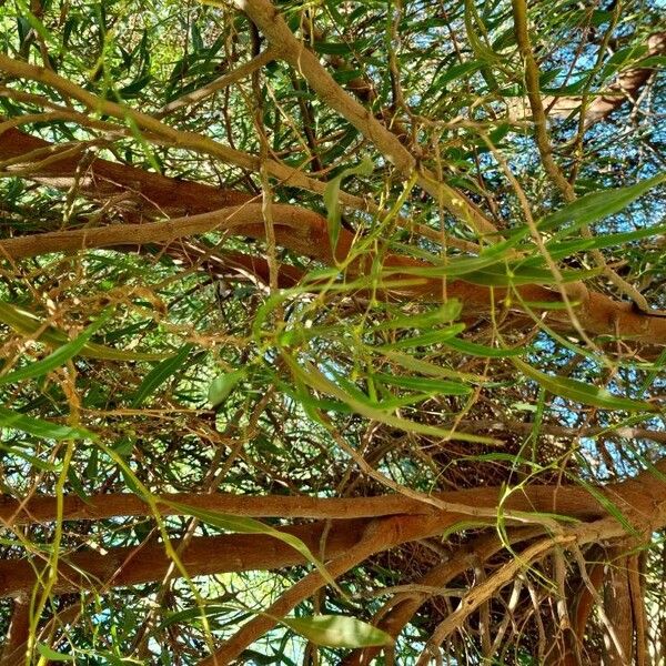 Acacia retinodes Leaf