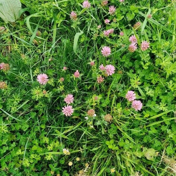 Trifolium medium Blad