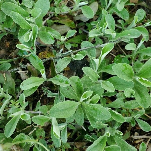 Antennaria parvifolia Φύλλο