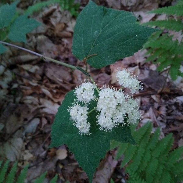 Viburnum acerifolium Fiore