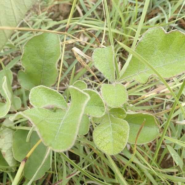 Lannea triphylla Прочее