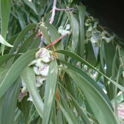 Acacia auriculiformis Φρούτο