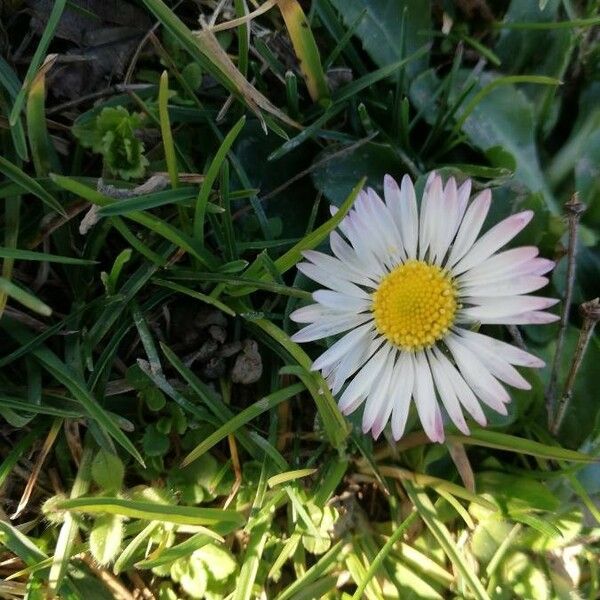 Bellis perennis Blomst