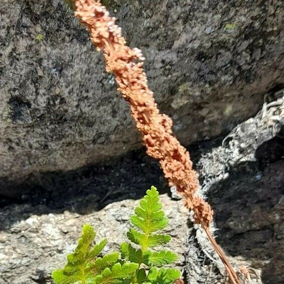 Anemia tomentosa Other