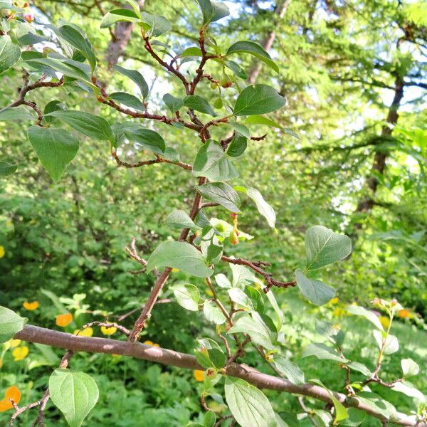 Cotoneaster hebephyllus برگ