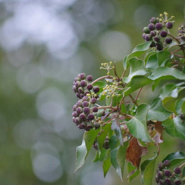 Hedera helix Други