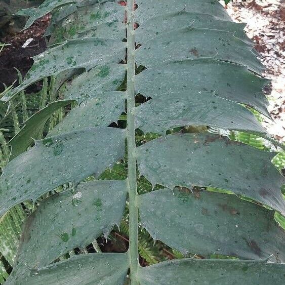 Encephalartos ferox Deilen