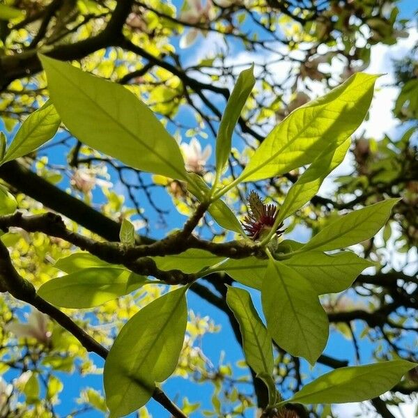 Magnolia × soulangeana Feuille