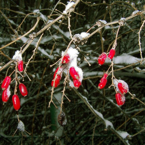 Berberis vulgaris Vrucht