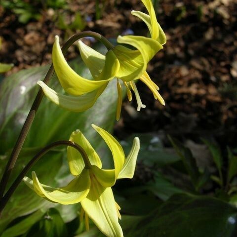 Erythronium revolutum 花