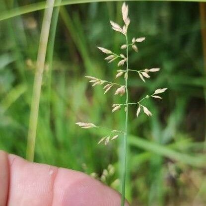 Poa compressa Flor