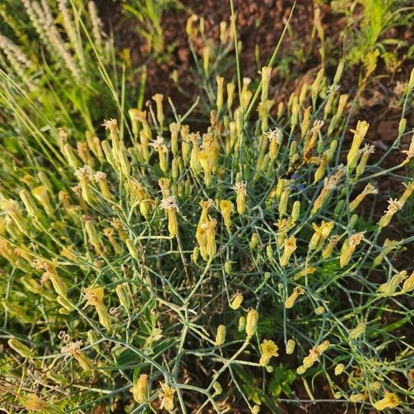 Launaea hafunensis Hábito