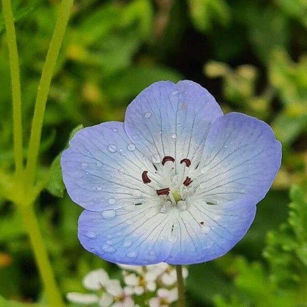 Nemophila menziesii ফুল