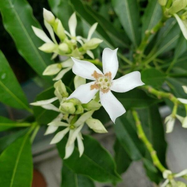 Cerbera manghas Квітка
