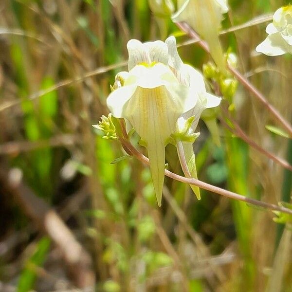Linaria × sepium ফুল