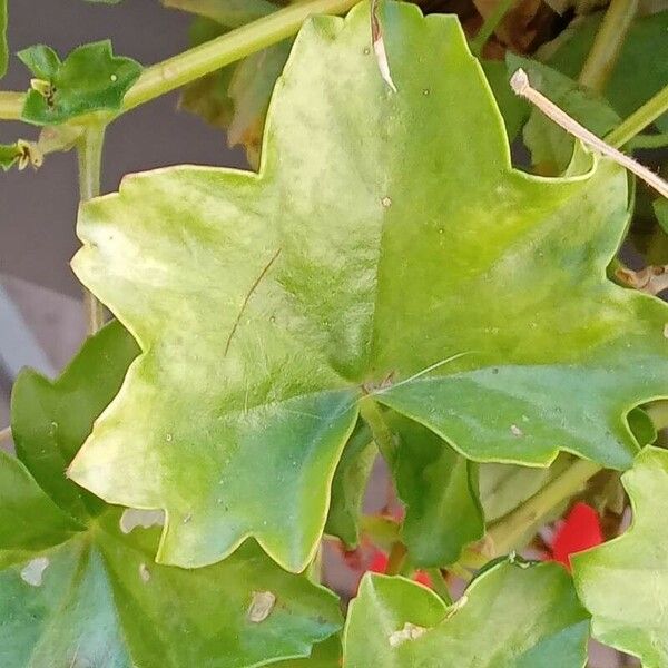 Pelargonium peltatum ഇല