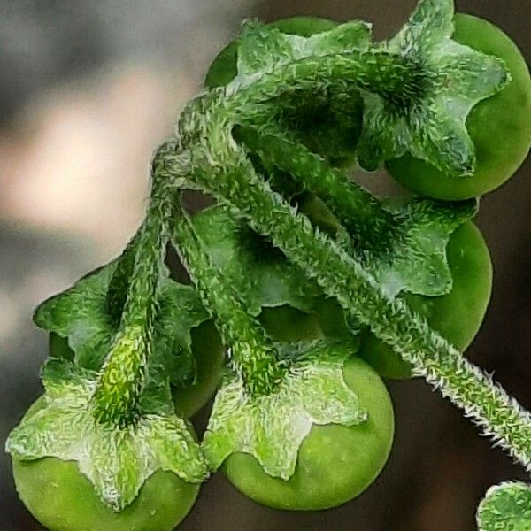 Solanum chenopodioides Hedelmä