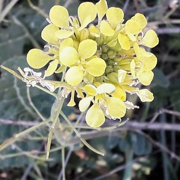Brassica rapa Λουλούδι
