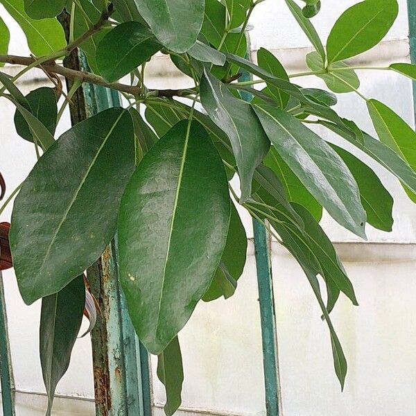 Tabebuia rosea Leaf