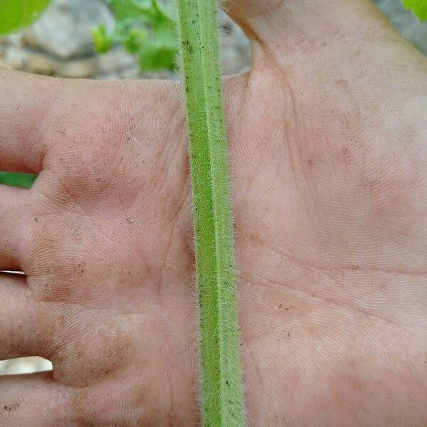 Scrophularia vernalis Lubje