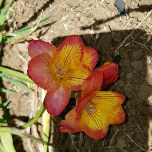 Freesia × kewensis പുഷ്പം