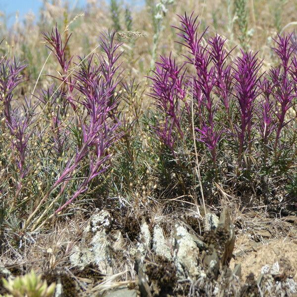 Rhaphidophyton regelii Flower