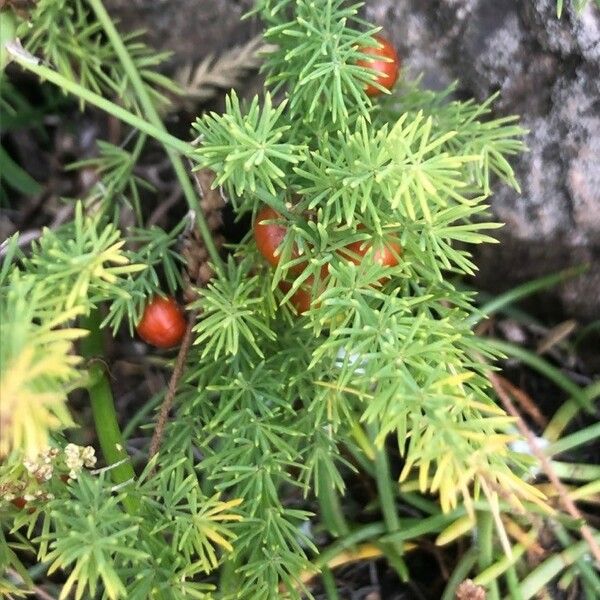 Asparagus tenuifolius পাতা