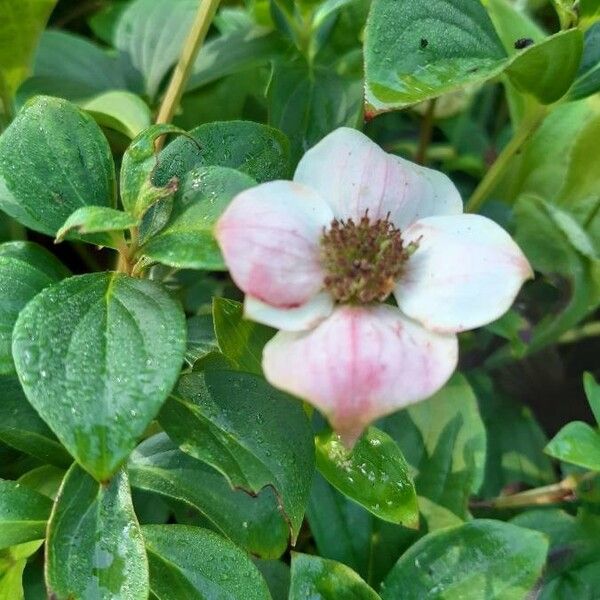 Cornus canadensis Λουλούδι