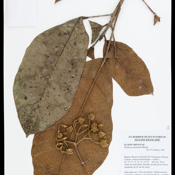 Sloanea synandra Leaf