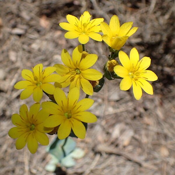 Blackstonia perfoliata Fiore