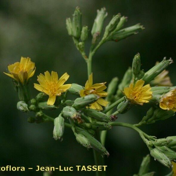 Lactuca quercina Flors