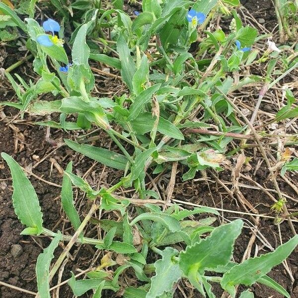 Commelina diffusa Habitus