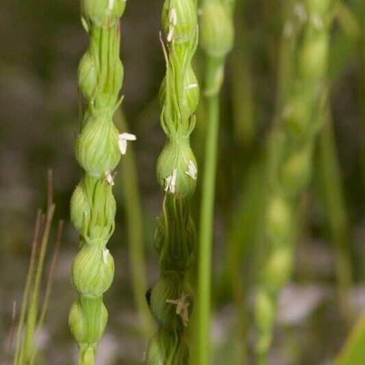 Aegilops ventricosa 果實