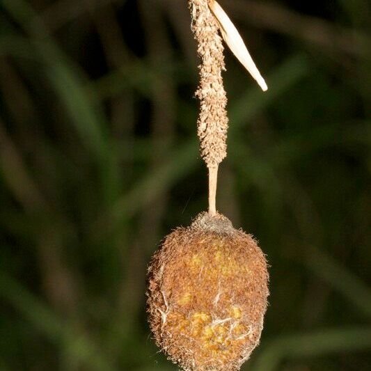 Typha minima Fruit