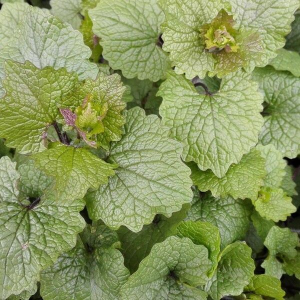 Alliaria petiolata Leaf