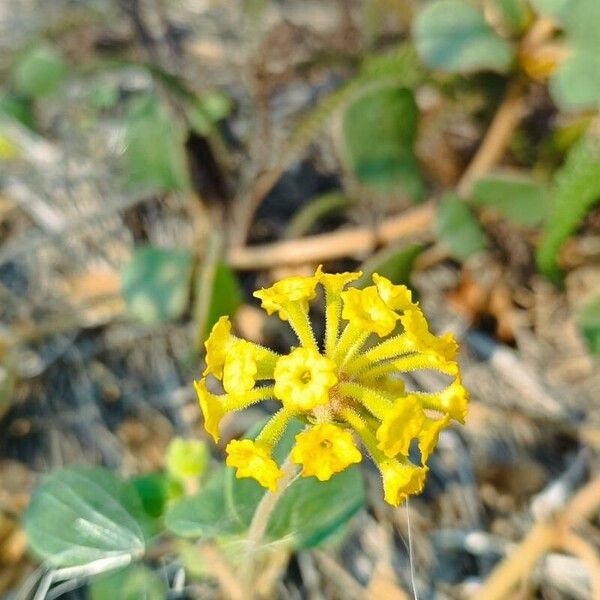 Abronia latifolia 花